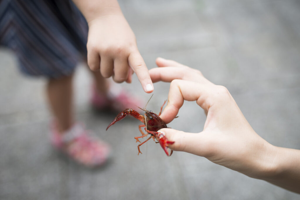 21 東京で確実にザリガニ釣りできる場所のリスト ザリガニjapan