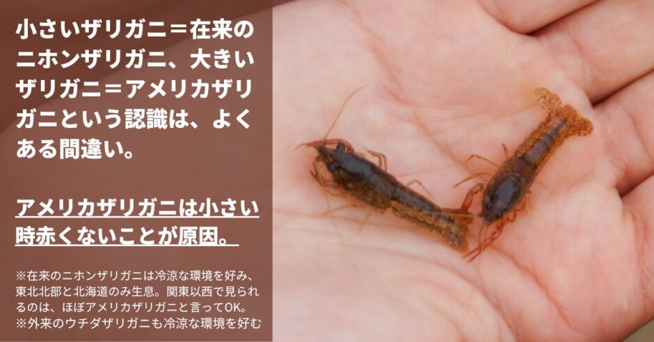 小さいザリガニ＝在来のニホンザリガニというよくある誤解について